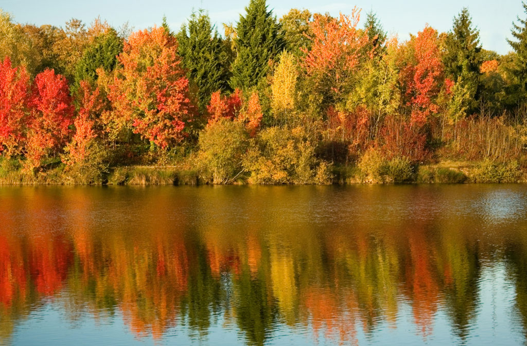 autumn trees