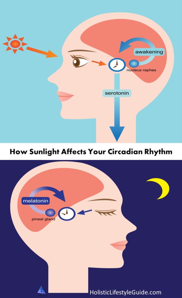 how sunlight affects your circadian rhythm